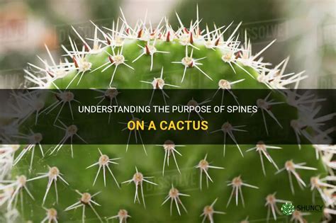 Understanding The Purpose Of Spines On A Cactus Shuncy