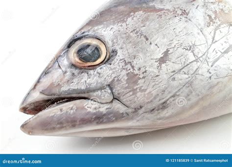 Dead Fresh Raw Frigate Tuna. Stock Image - Image of catch, equipment: 121185839