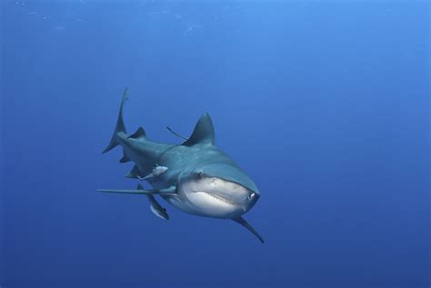 8 Incredible Facts About Bull Sharks