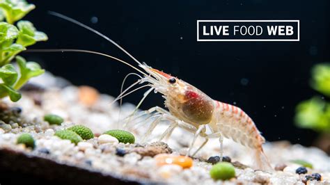 guide  keeping reef aquarium shrimp poddrop