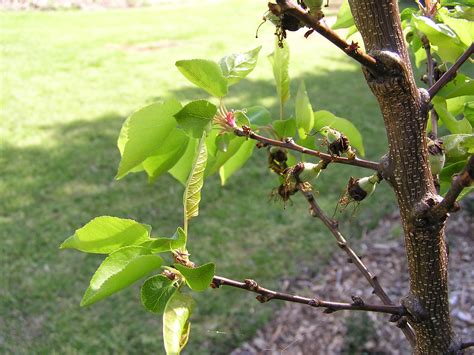 Now is the time to prune your apricot trees .. - Evolving Gardens