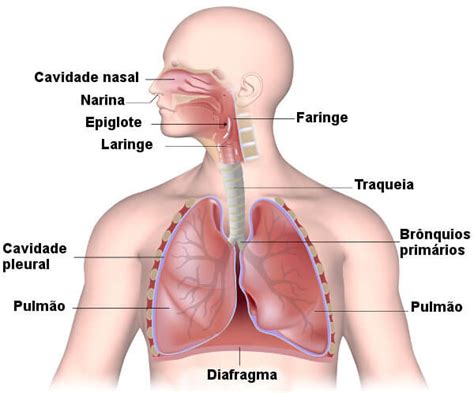 Estrutura Do Sistema Respiratorio E Suas Fun Oes V Rias Estruturas