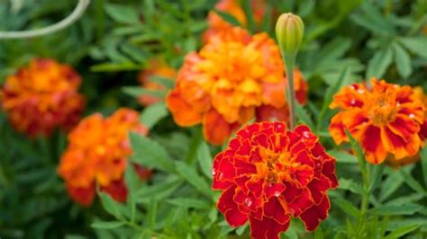 Reasons Your Marigolds Aren T Blooming And How To Fix Them Pepper S