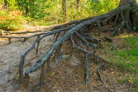 Grandi Radici Diramate Nude Dell Albero Che Crescono Lontano Sopra La Terra Fotografia Stock