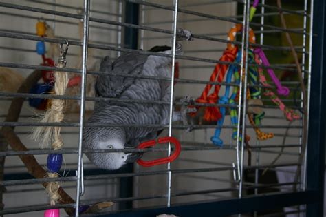 О верёвке говорят… | Parrot School