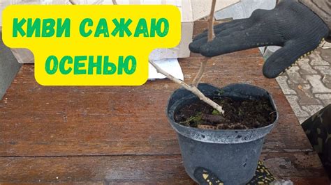 Высадил на постоянное место двухлетний саженец киви, обрезка киви при ...