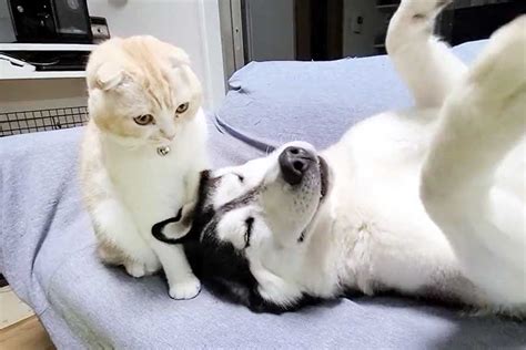同居犬が倒れてる 心配して近寄るねこの姿に1万人が驚き 「賢い」 Hint Pot