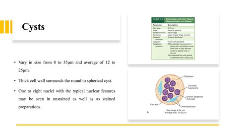 Non Pathogenic Amoeba Protozoa In The Ameba Group Inhabit Human Gastrointestinal Tract Pptx Ppt