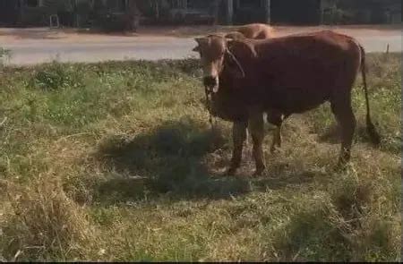 PHOTONEWS How Police Arrested Naked Man Having Sex With Cow Daily Post Nigeria