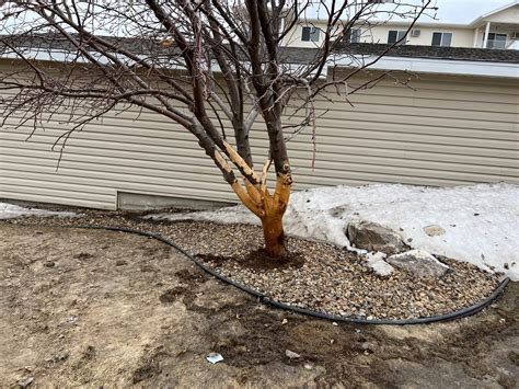 girdling damage  techny arborvitae