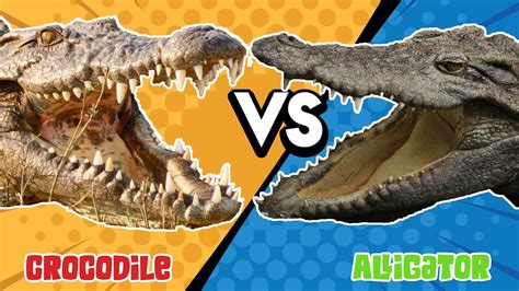 Alligator VS Crocodile | The Ultimate Battle - YouTube