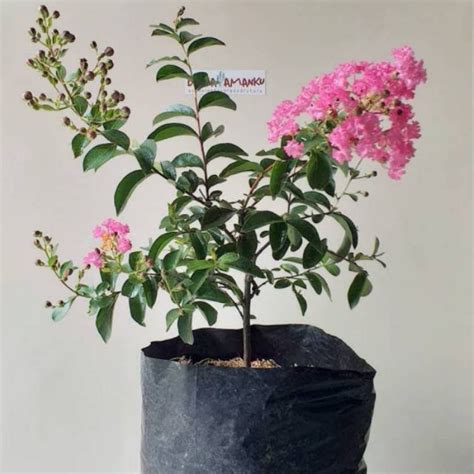 jual tanaman hias bunga sakura siap berbunga pohon bunga sakura pink