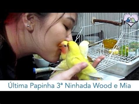 Agapornis Ltima Papinha Ninhada Wood E Mia Youtube