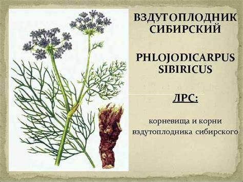 ФЕНОЛЬНЫЕ СОЕДИНЕНИЯ ПРОСТЫЕ ФЕНОЛЫ ТОЛОКНЯНКА ОБЫКНОВЕННАЯ