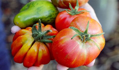 Heirloom Tomato Varieties | Our Favorites | Wine County Table