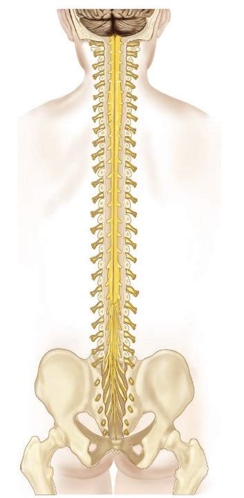 Spine Diagram Quizlet