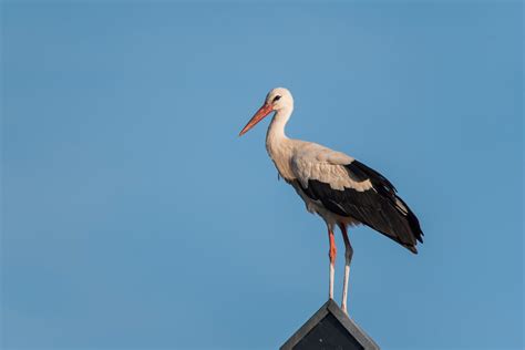 Storch Foto & Bild | fotos, natur, tiere Bilder auf fotocommunity