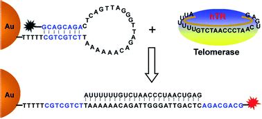 In Situ Imaging Of Intracellular Human Telomerase RNA With Molecular