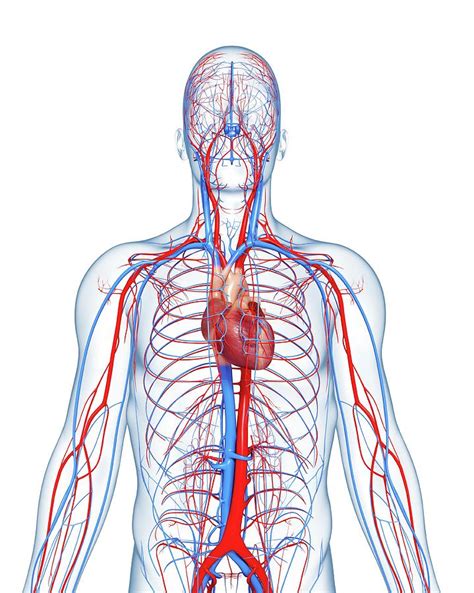 Cardiorespiratory System Diagram