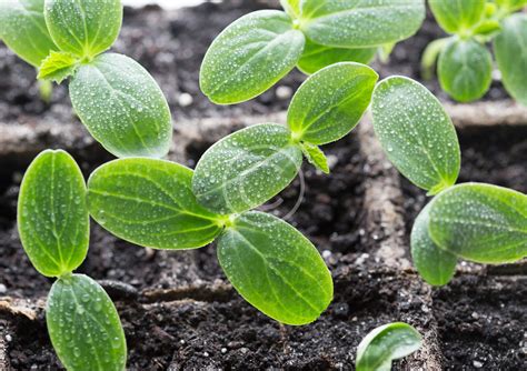 how to get rid of mice with home remedies 6