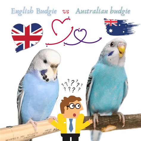 English Budgies VS American Parakeets All The Differences, 49% OFF