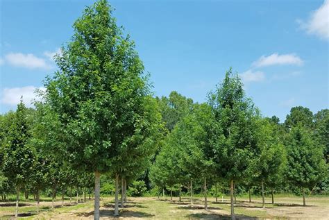 Oak Trees Facts