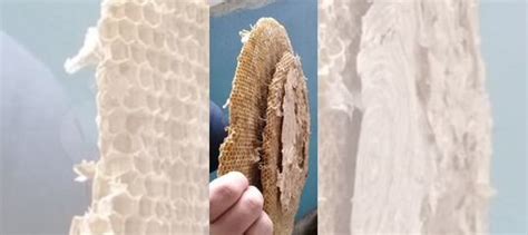 Осиное гнездо большое, соты купить в Томске | Хобби и отдых | Авито