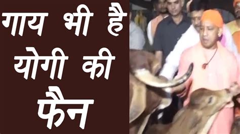 Yogi Adityanath In Gorakhpur Visit Gaushala Feeds Cows Watch Video