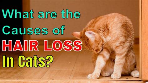 Why Cats Lose Hair On Belly At Stacy Ito Blog