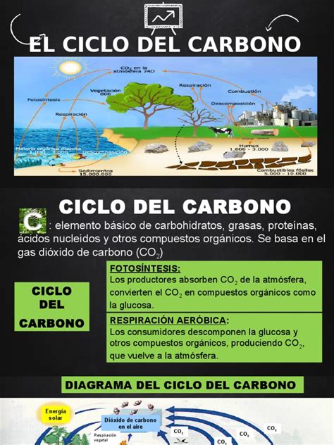 PDF Ciclo Del Carbono Presentacion DOKUMEN TIPS