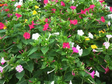 Мирабилис Утренняя Зорька (69 фото) - фото - картинки и рисунки ...