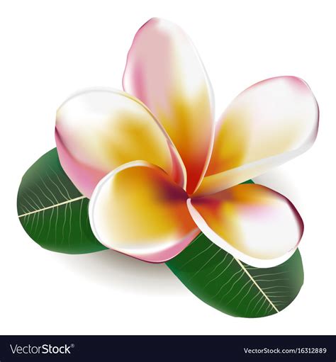 Frangipani Royalty Free Vector Image Vectorstock