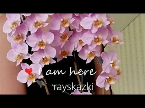 орхидея Бьюмонт в ведро - YouTube