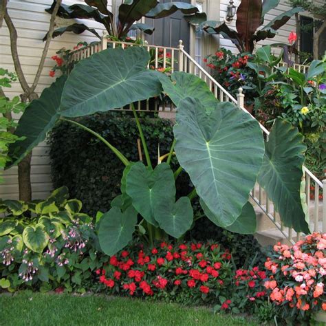 Jack S Giant Elephant Ear From Park Seed Tropical Garden Design