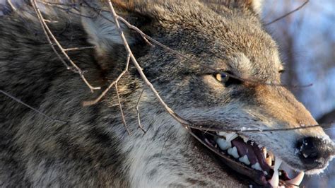 Majestic Wolf Wallpaper ·① Wallpapertag