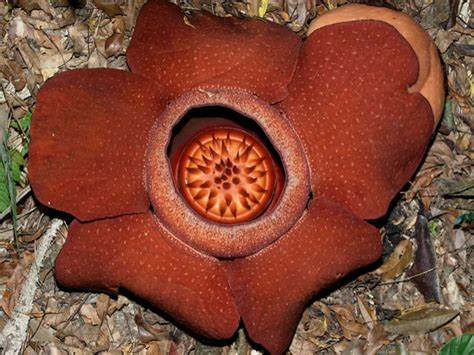 Rafflesia Kerrii World Of Flowering Plants