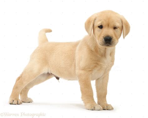 Dog Cute Yellow Labrador Puppy Winking Photo Wp41064
