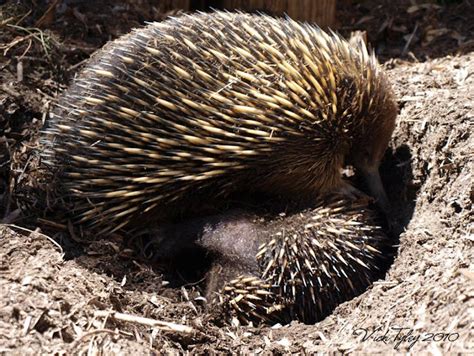 Eucalypt Habitat: Australia Day Special: Echidna Suckling Her Puggle