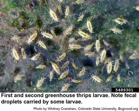 Greenhouse Thrips Nc State Extension Publications