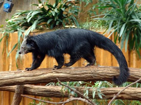26 best Palawin Bearcat, Binturong, Arctictis binturong, Asian Bearcat
