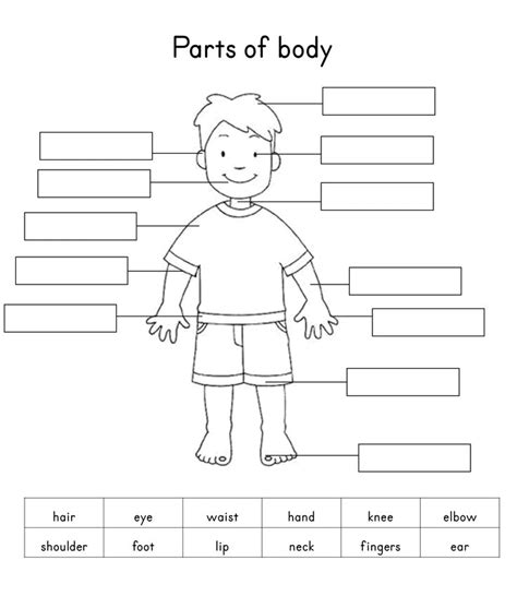 Human Body Parts Body Parts Worksheet List The Body Parts Human Body Worksheets Body