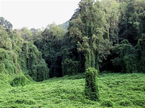 Kudzu Covered Field So Mystic