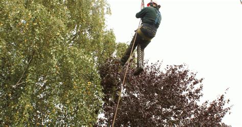 Boom Verwijderen Boom Kappen Stronken Frezen A Van Spelde Hoveniers