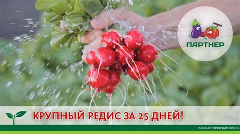 КРУПНЫЙ РЕДИС ЗА 25 ДНЕЙ! - YouTube