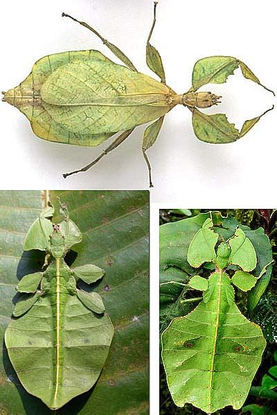 Leaf Insect - The Phantom | Animal Pictures and Facts | FactZoo.com