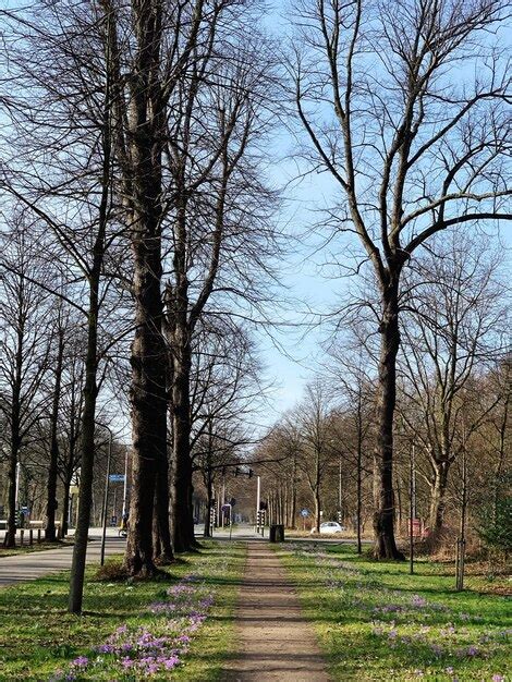 Camino En Medio De Rboles Desnudos En El Parque Foto Premium