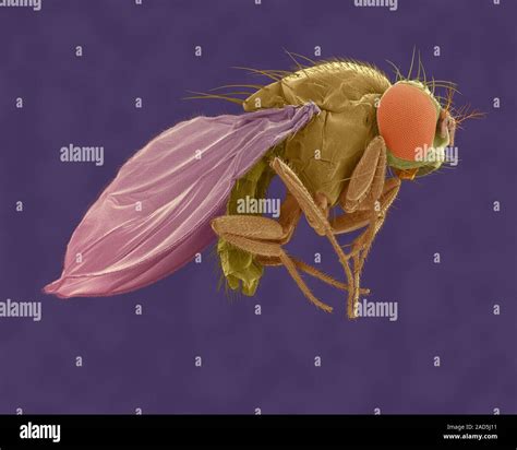 Drosophila Genus - Coloured scanning electron micrograph (SEM) of Fruit fly Drosophila sp ...