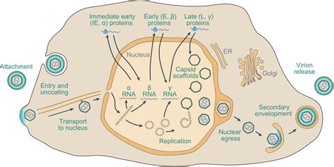 Herpes Virus Structure