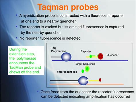 Ppt Non Invasive Prenatal Sex Determination Single Gene Disorder Testing Using Cell Free Dna
