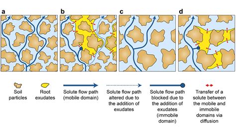 Plant Root Exudates Mediate Soil Nutrient Transport Eos